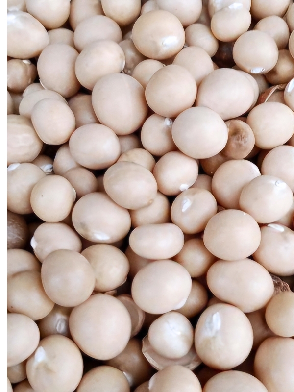 Okpa Seed